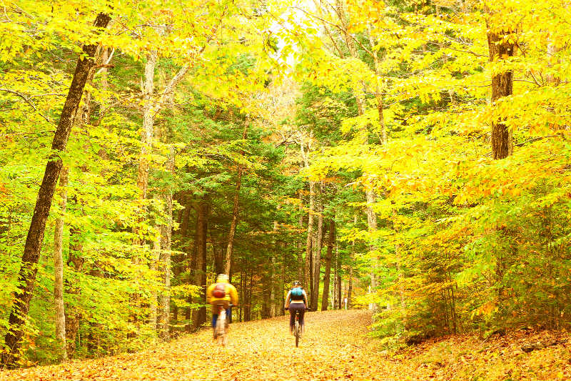 Cyclists biking through a forest in the fall