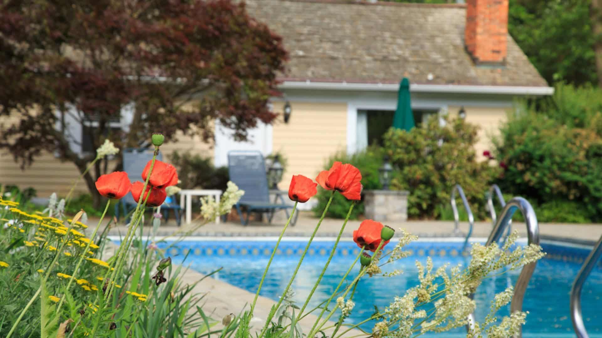 Poppies by the pool at the Devonfield Inn