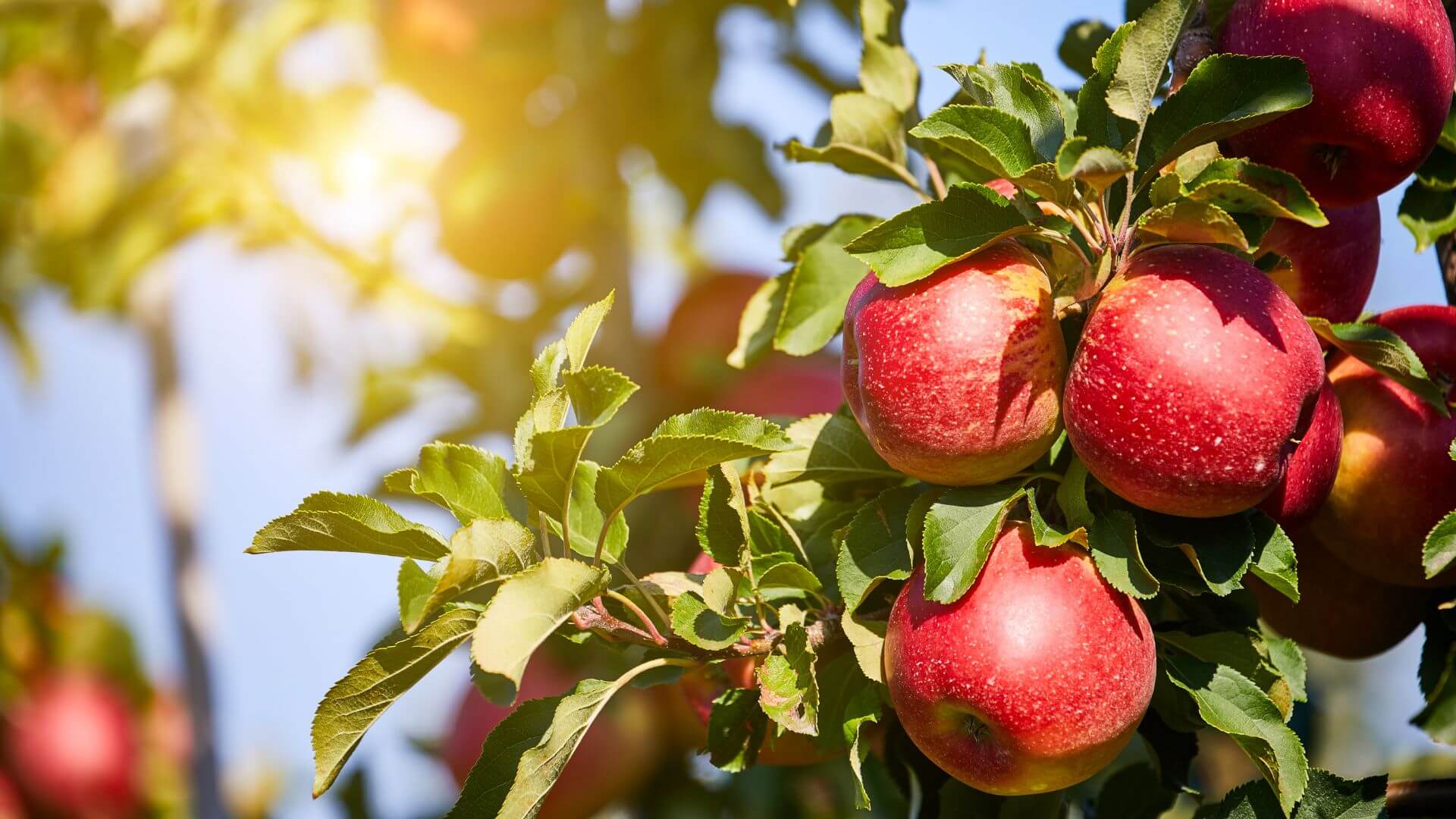 Closeup of ripe apples in an orchard