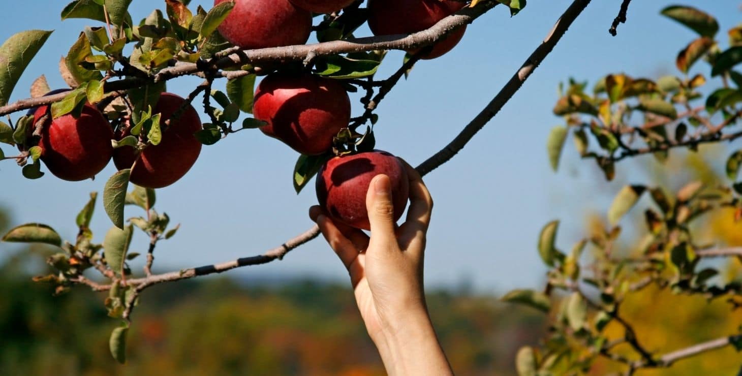 A lady's arm reaching up to pick red apples from an apple tree during the fall.