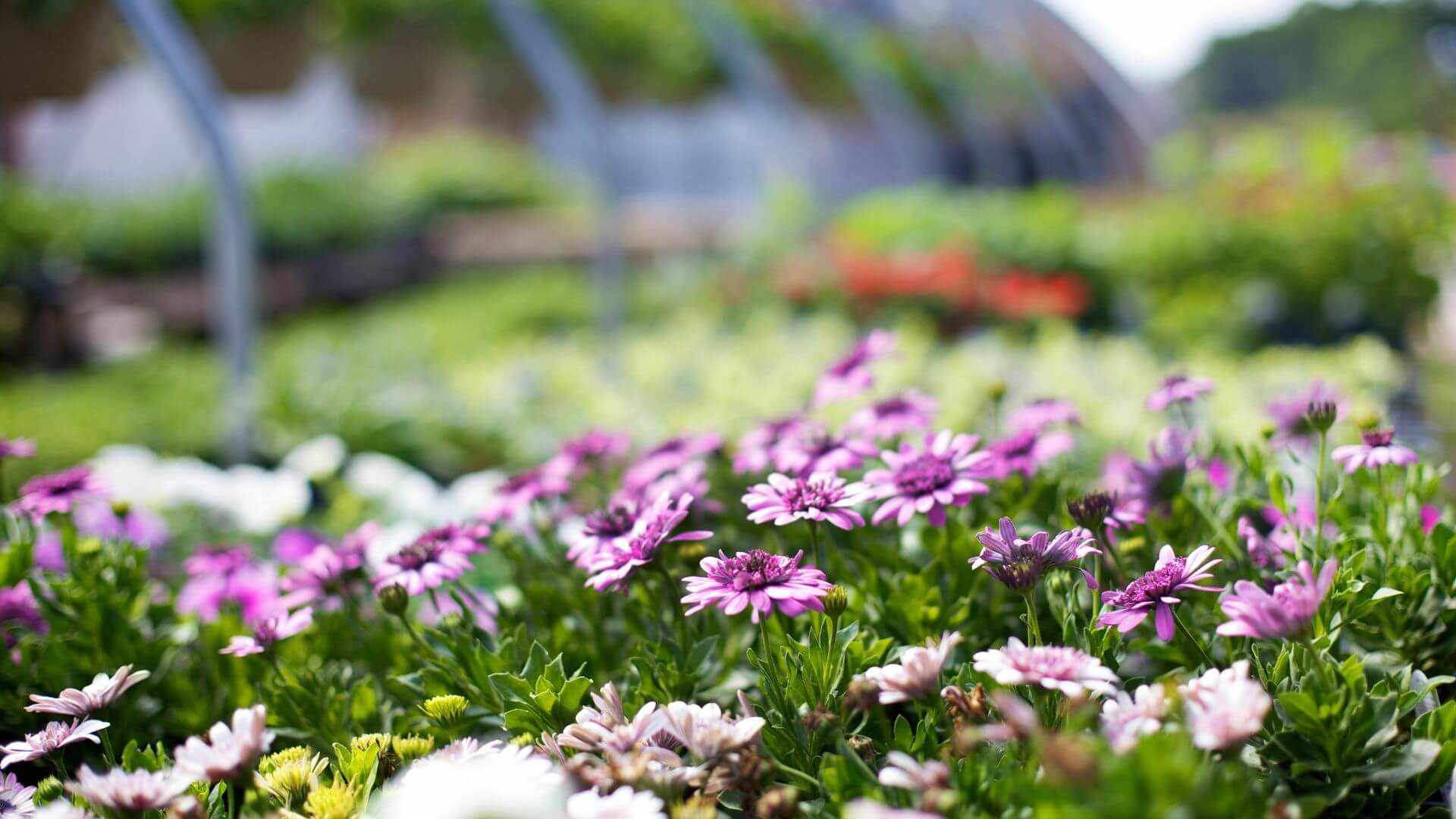 Purple and yellow flowers growing in between grass located in greenhouse.