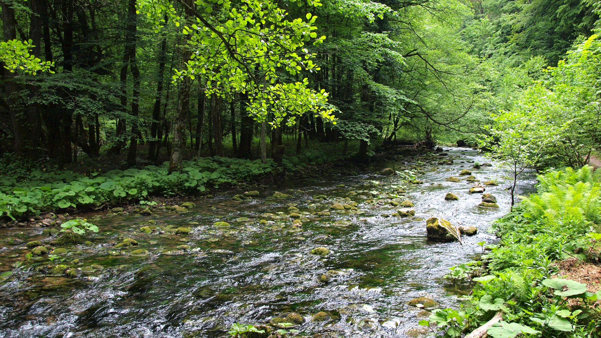 A beautiful brook flowing in the woods