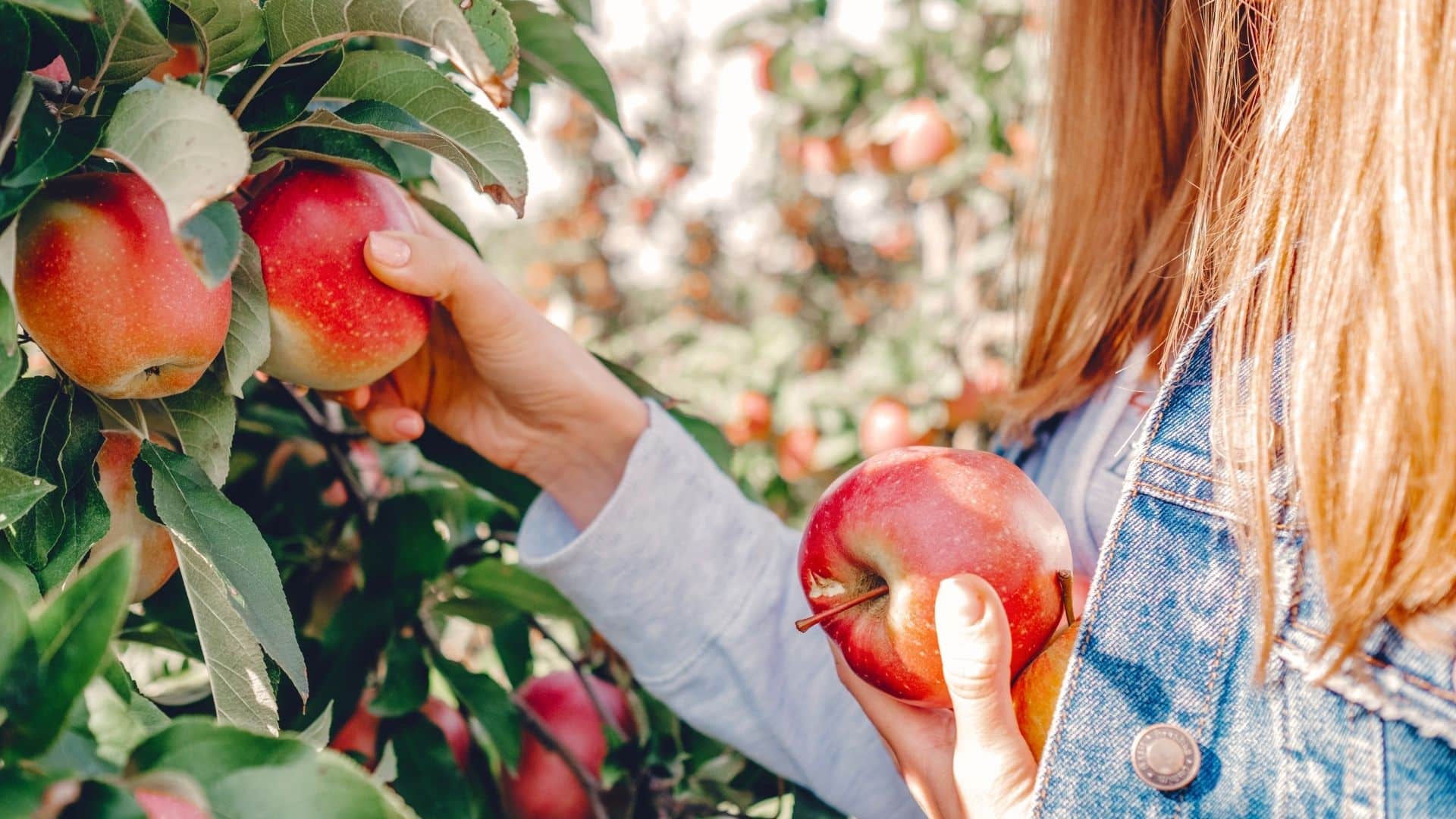 close up of a person picking apples from a tree at an orchard