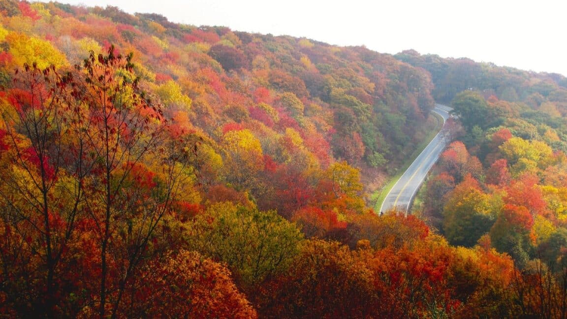 winding road through a hillside forest with vibrant fall foliage