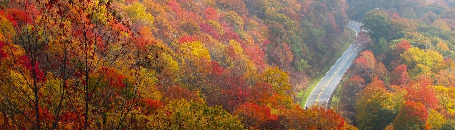 winding road through a hillside forest with vibrant fall foliage