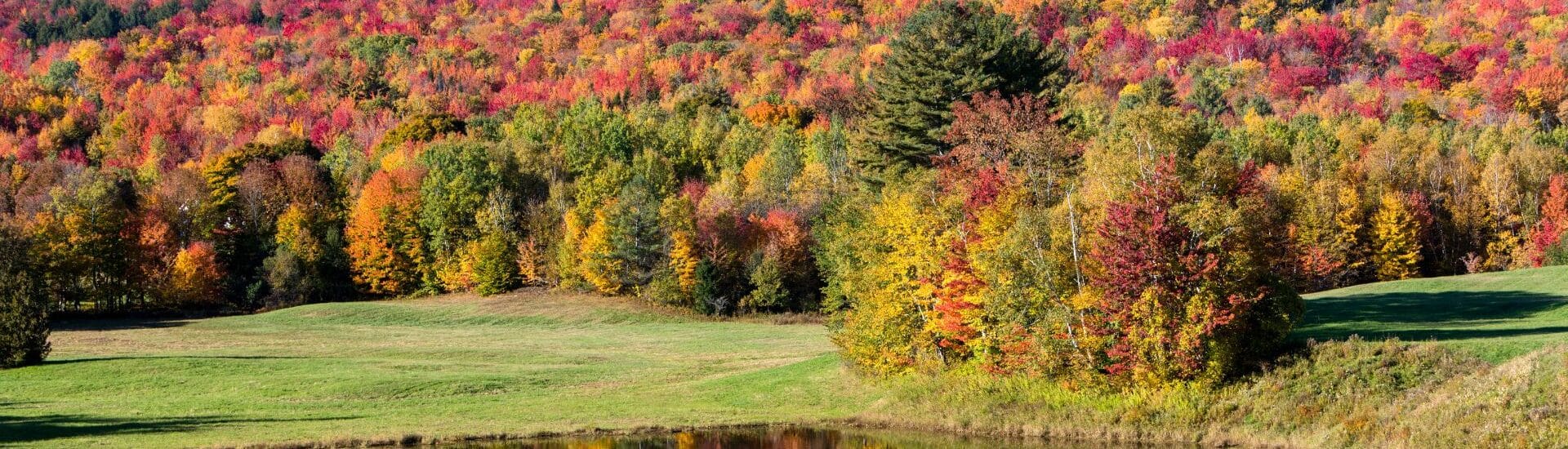 Stunning red and green foliage covers a hill with a pond in the foreground