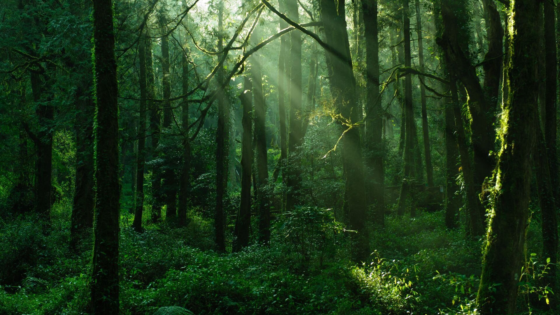 Lush green forest of trees with sun shining through the openings.