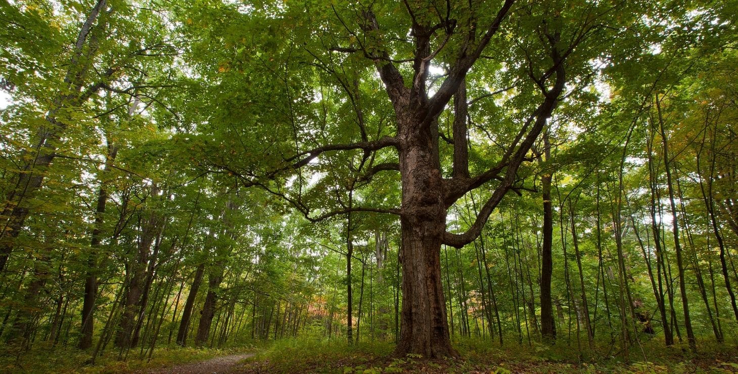 Lush green forest of trees in the Berkshires of Western MA.