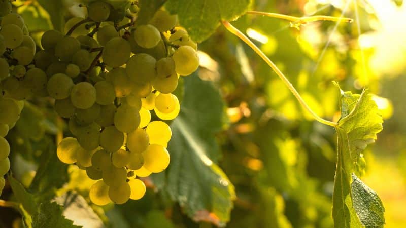 Cluster of green grapes on the vine