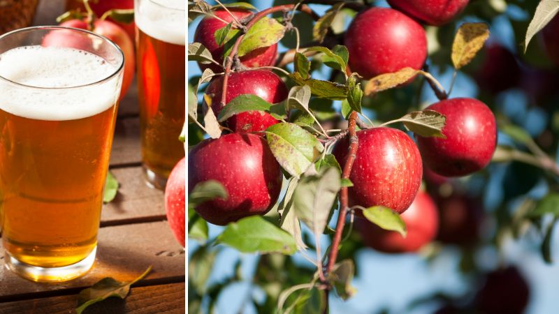 Hard cider and apple orchard