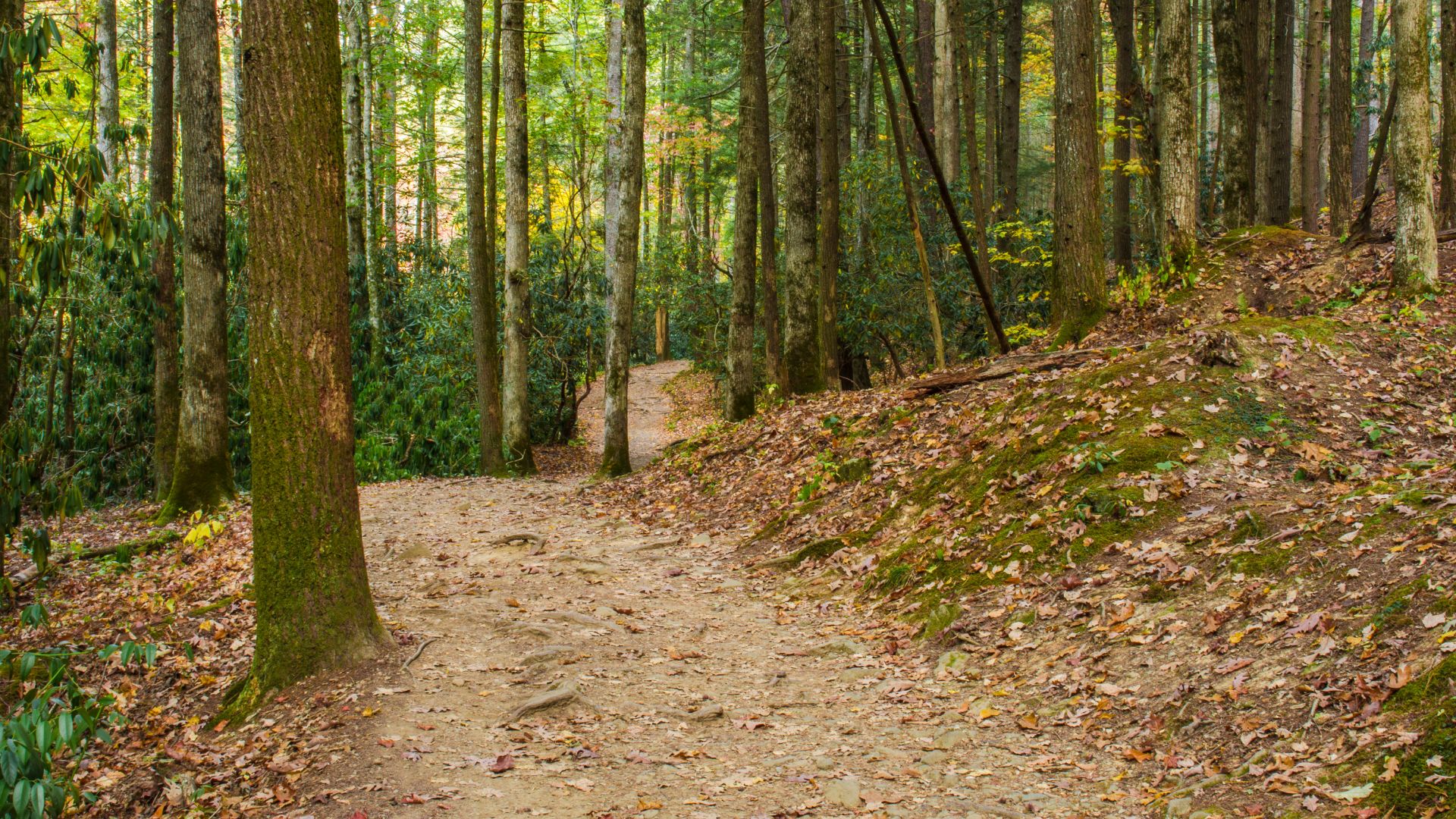 A hiking trail is winding through dense woods