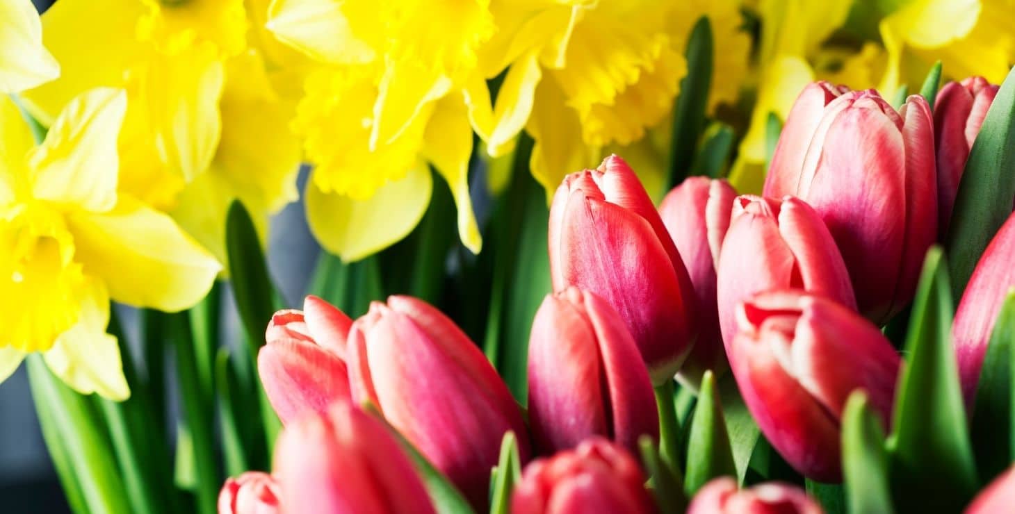 Daffodils and tulips