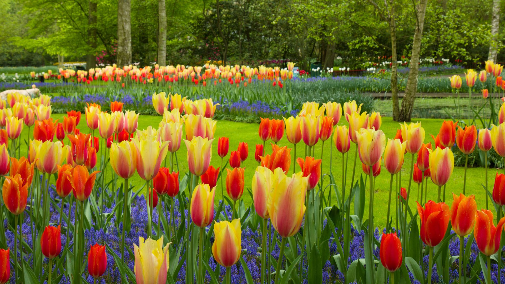 Garden of tulips and other spring flowers