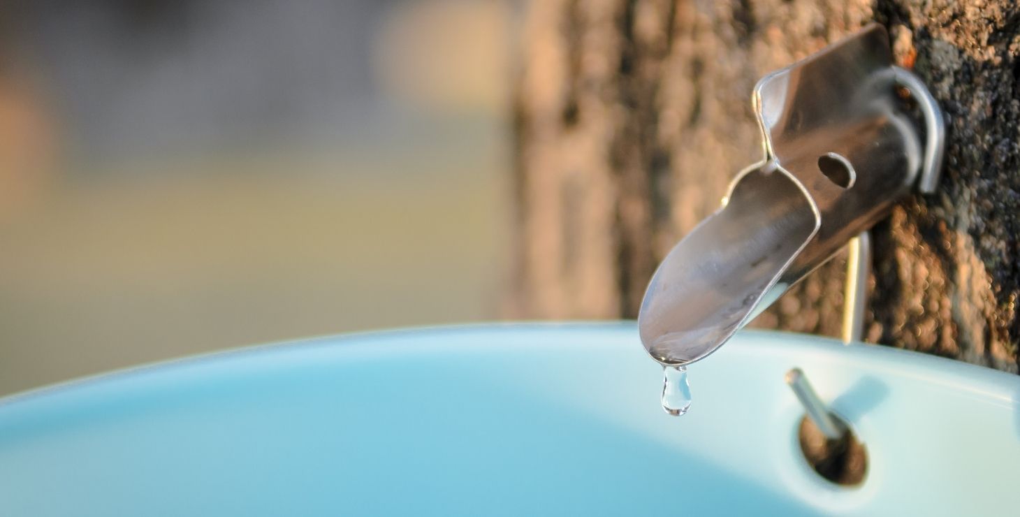 Maple tree with sap dropping into bucket