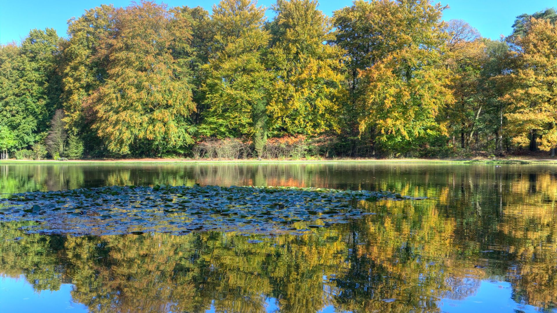 A pond with trees and blue skies