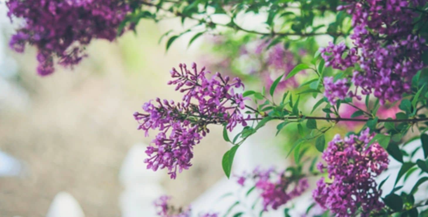 Purple flowers growing on a tree