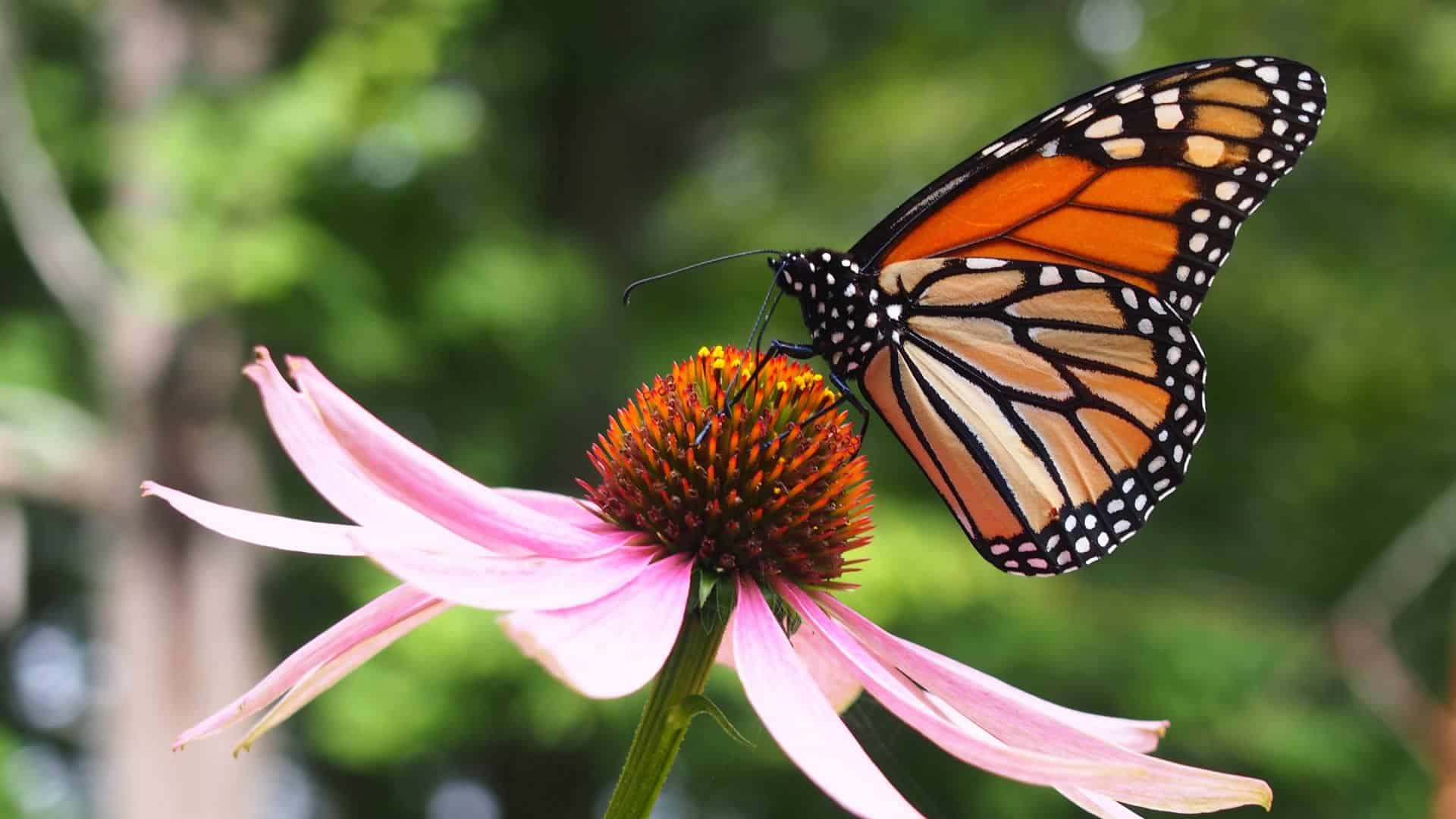 Black and orange butterfly on pink flowers