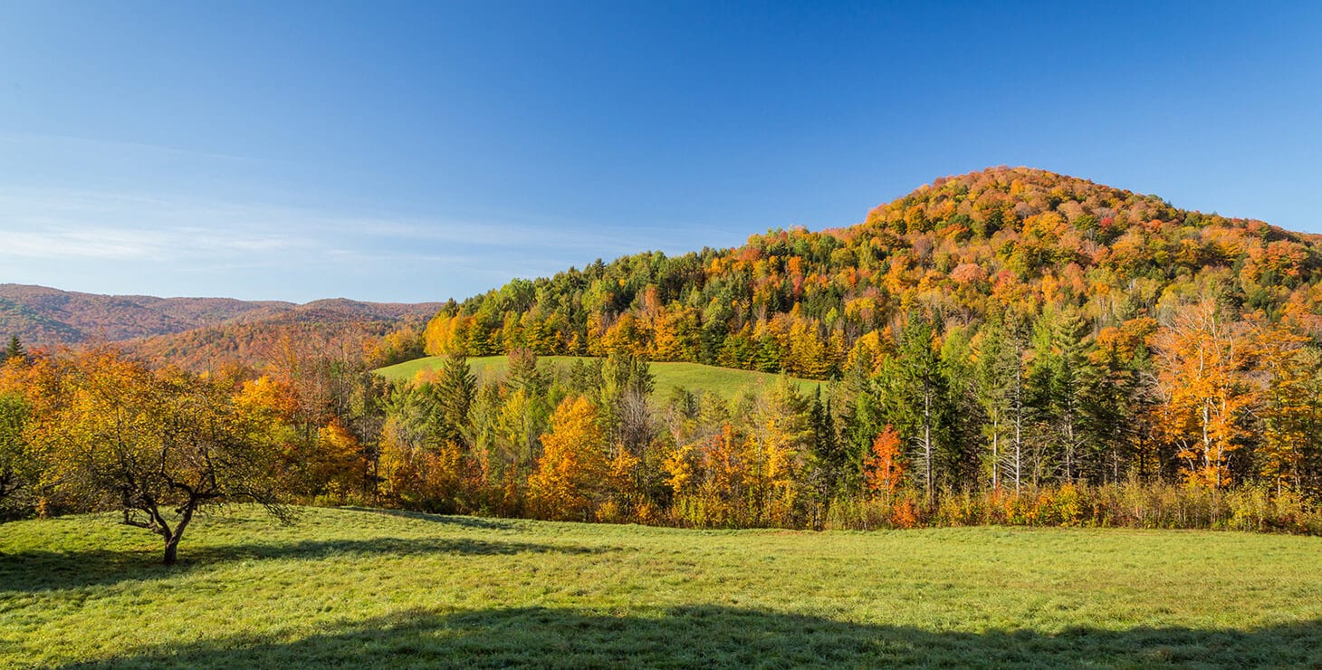 Autumn leaves, red, orange, green, and yellow contrasted with a bright blue sky