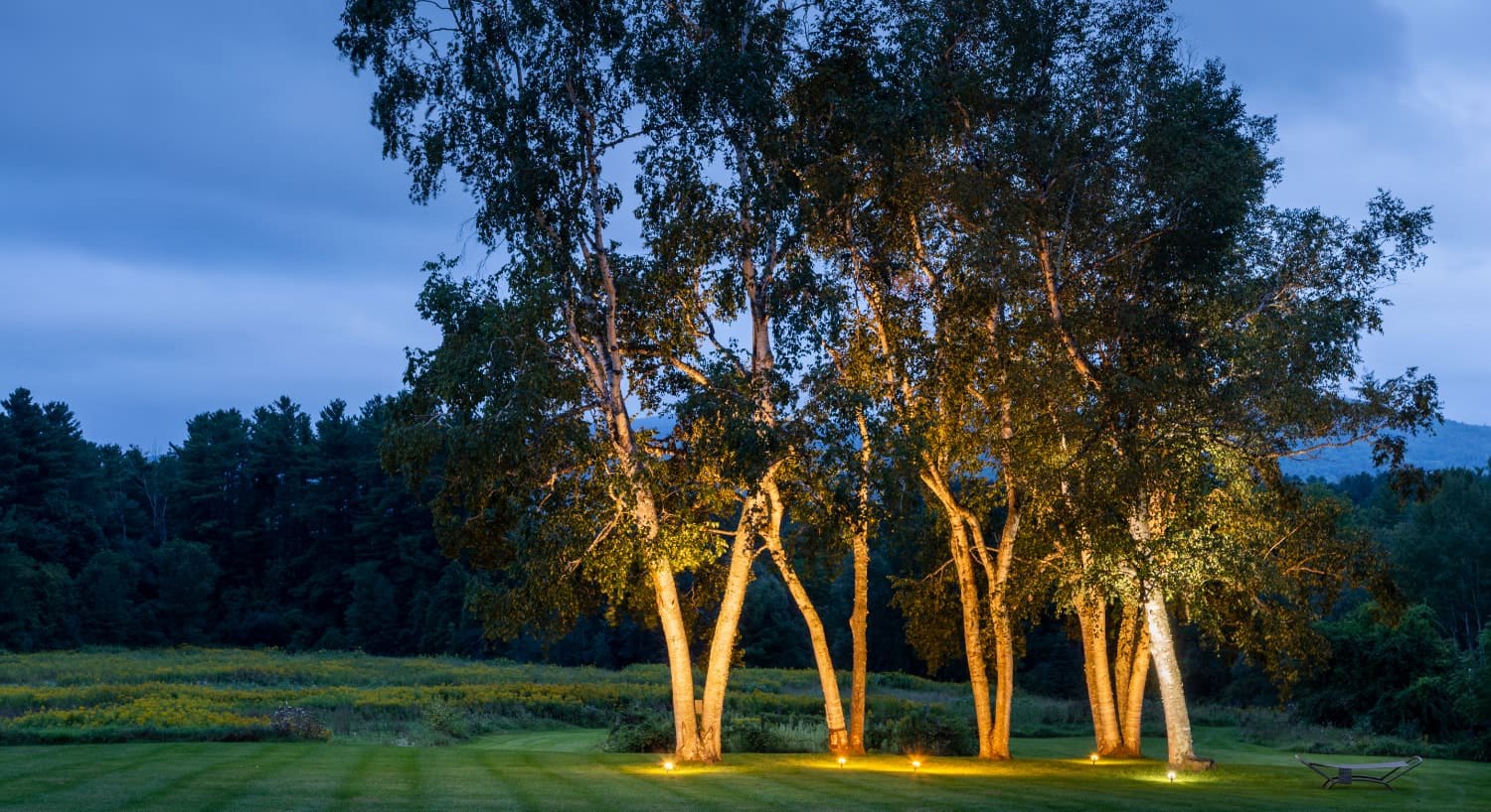 Large trees with accent lighting surrounded by grass and trees at dusk
