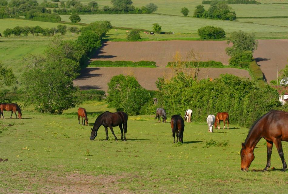 Group of horses grazing in a field