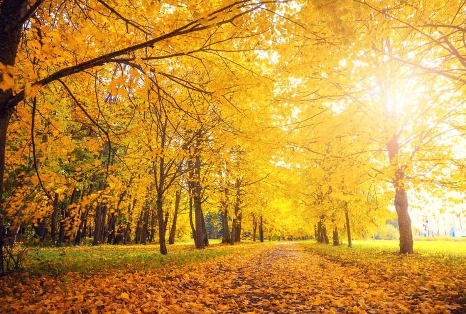 Path through large trees covered with yellow and orange leaves