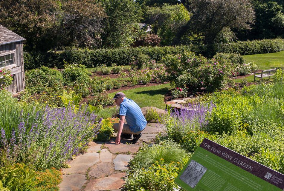 Man crouching down next to purple flowers in a large garden