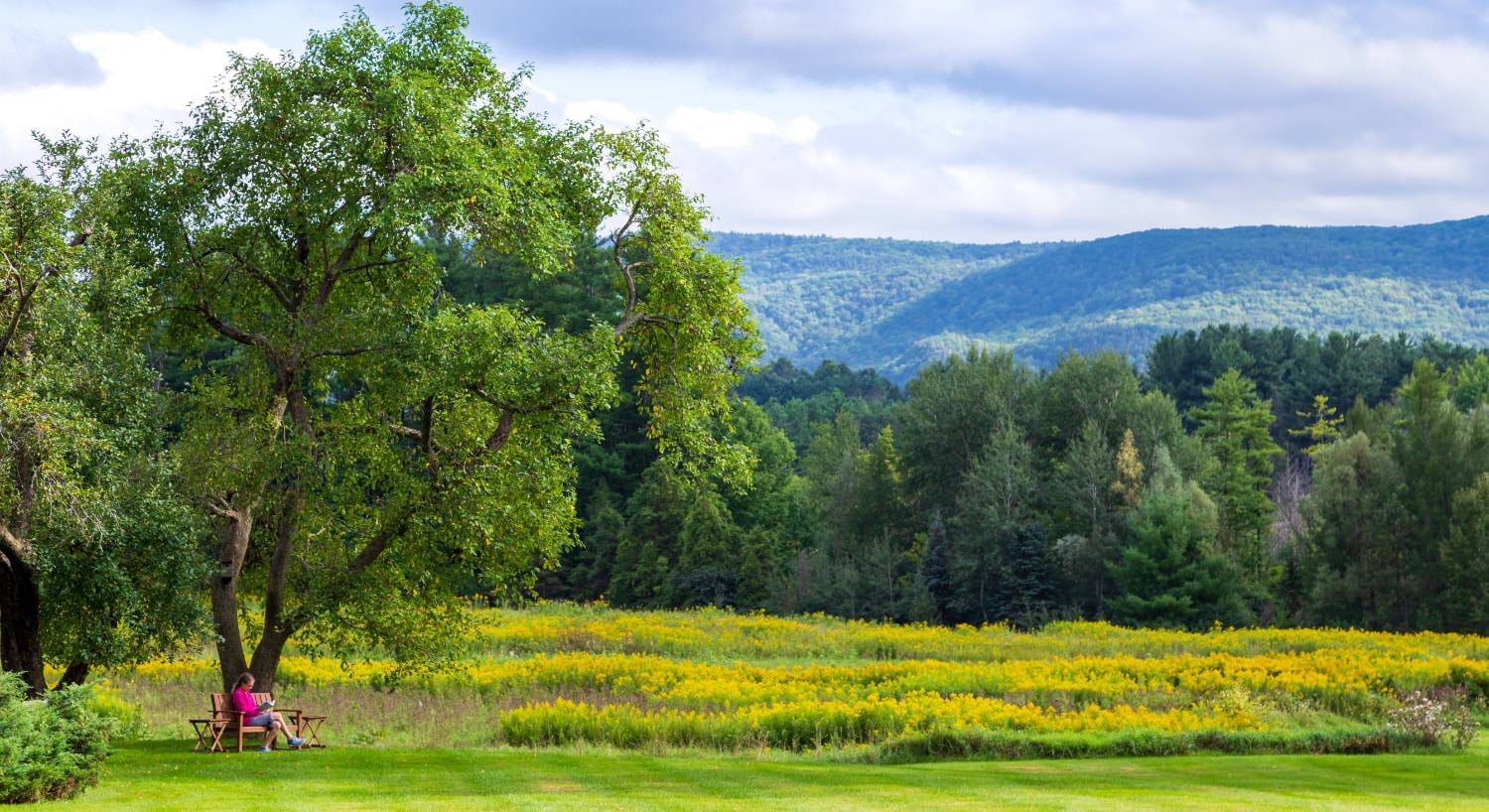 Lady sitting under large green tree surrounded by green grass with many green trees and rolling hills in the background