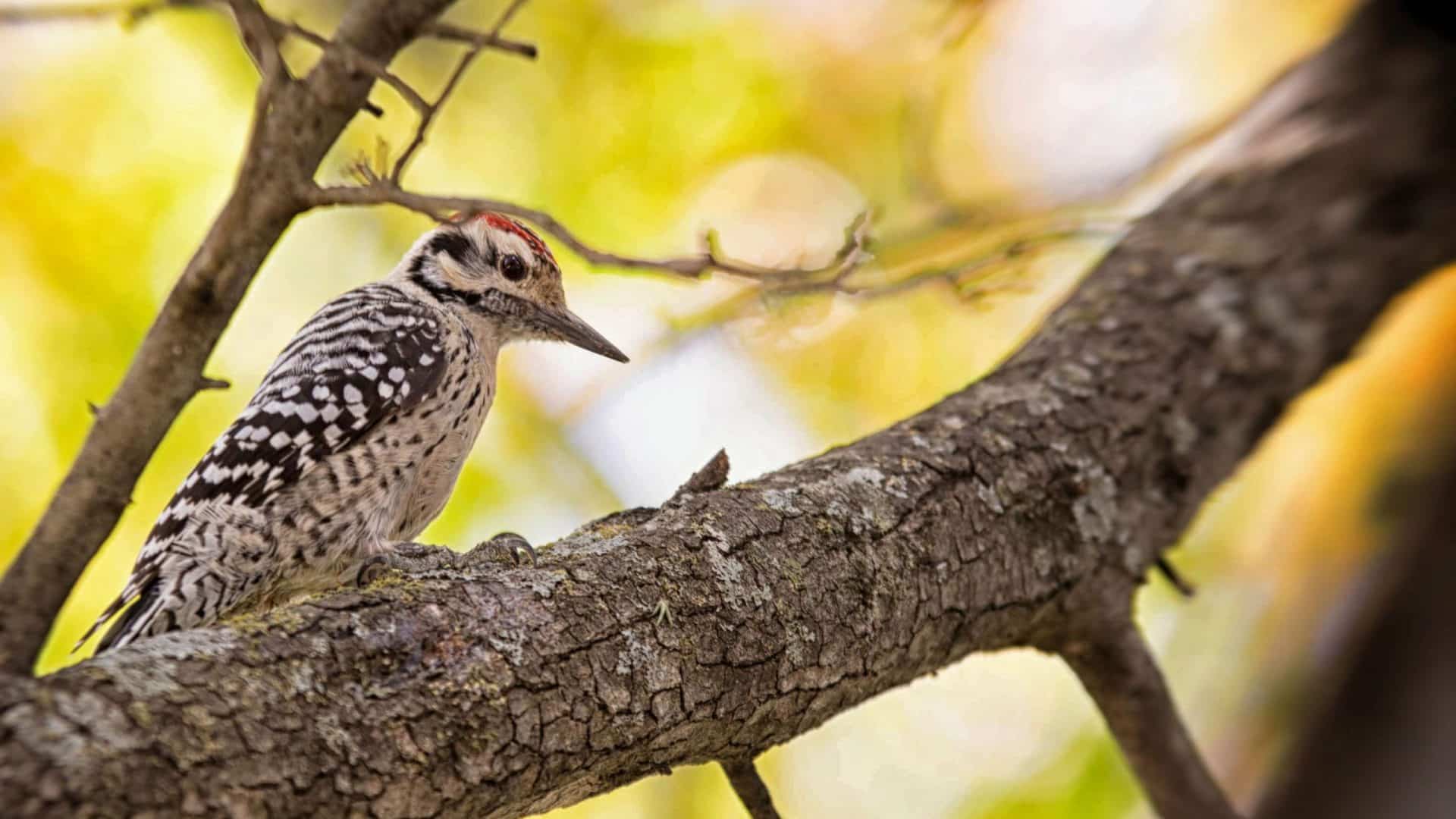 Woodpecker in a tree