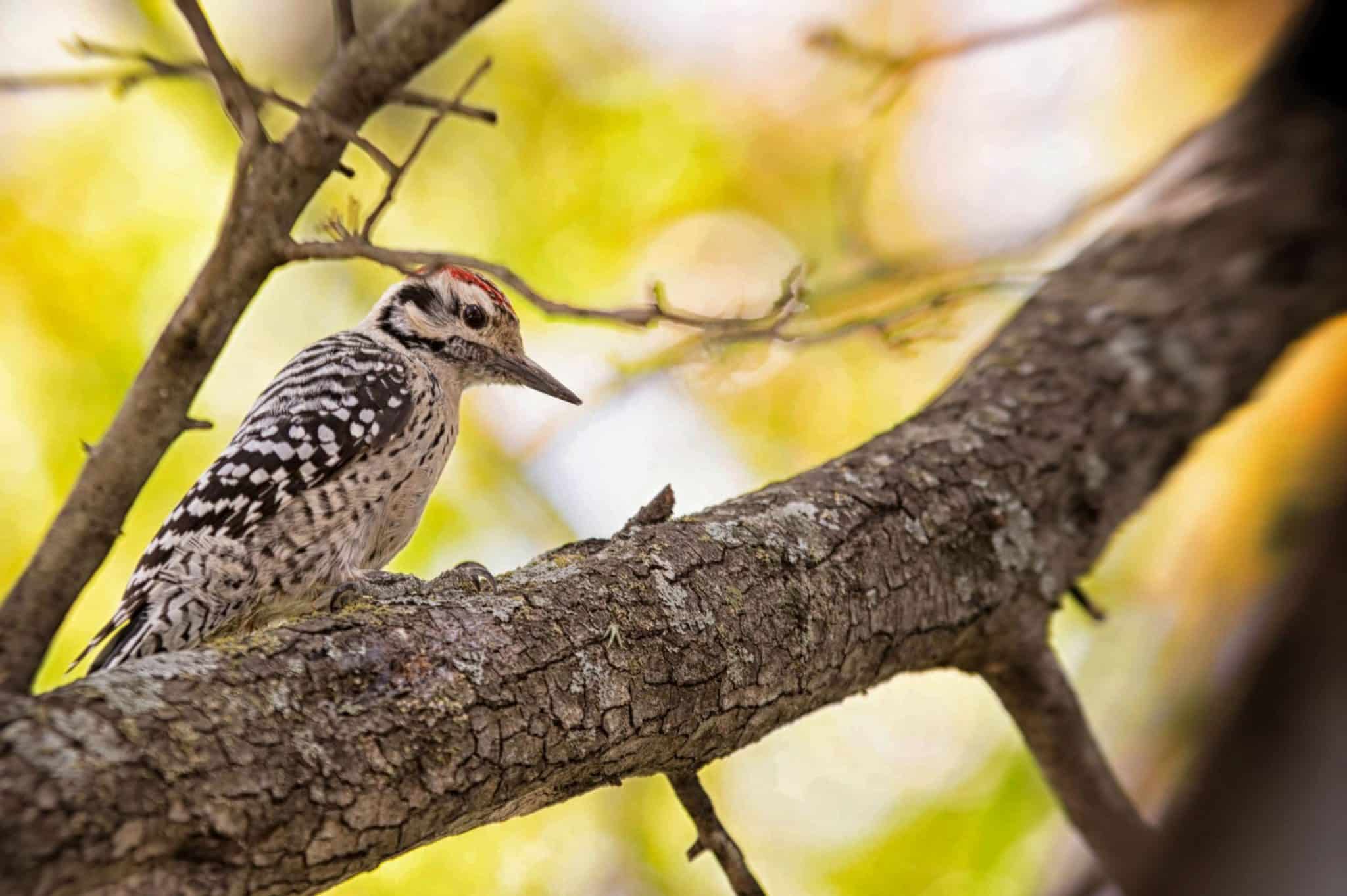 A woodpecker standing on a tree branch in front of yellow and green leaves.